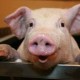 Pig Headed