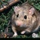 Pack Rat